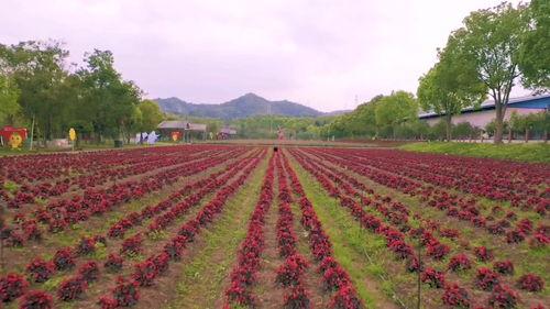 曼陀庄园视频,探寻神秘古堡的传奇故事