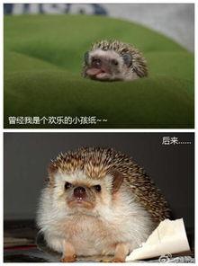 杀刺猬视频,勇敢者挑战刺猬生存法则
